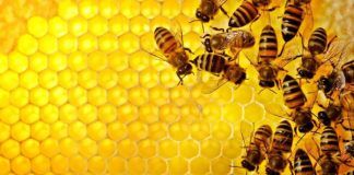 Propolisul – cel mai puternic medicament de la natura propolis