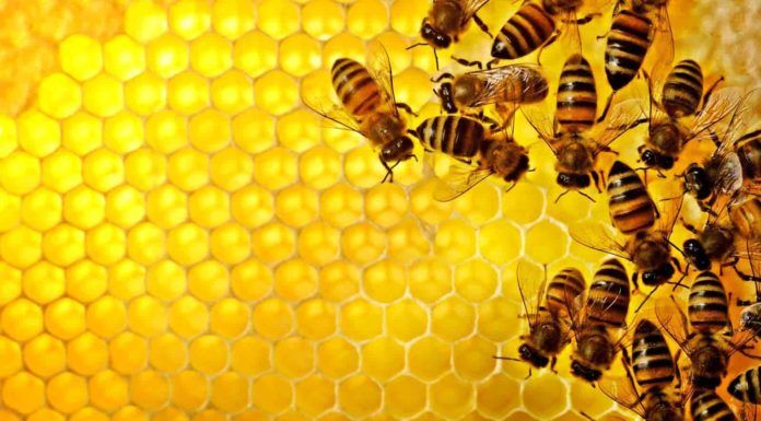 Propolisul – cel mai puternic medicament de la natura propolis
